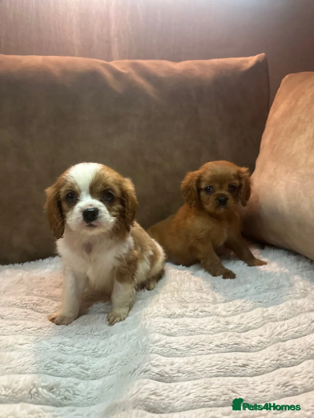 Cavalier King Charles Spaniel dogs for sale: 2 Girl Cavalier King Charles Spaniels. - Advert 2