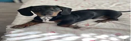 Miniature Dachshund dogs for sale: A very beautiful Miniature dachshund girl in Ilford - Advert 3