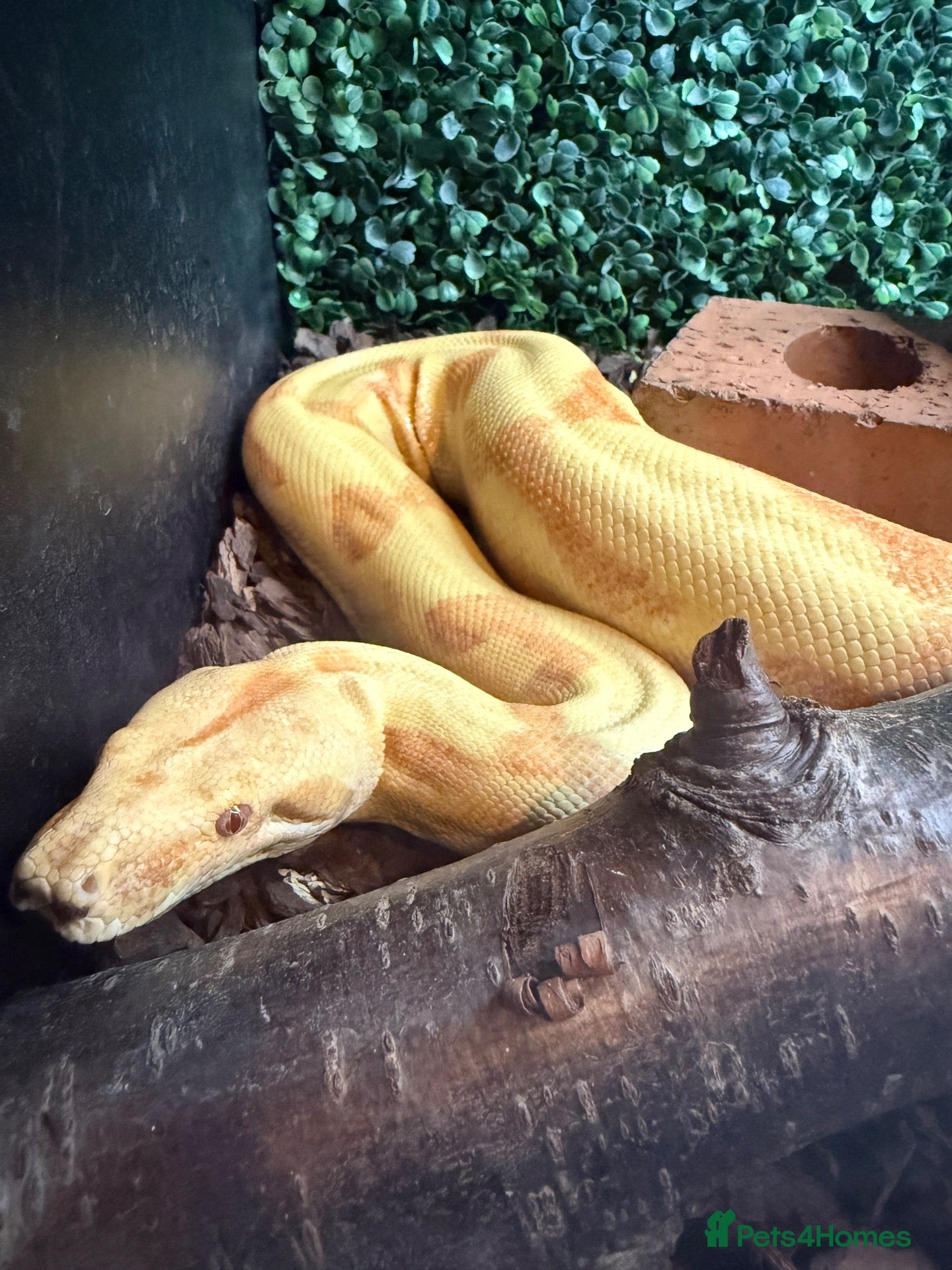 Boa Snake reptiles Male hypo (Kahl) albino het blood - Advert 4
