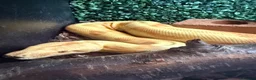 Boa Snake reptiles for sale: Male hypo (Kahl) albino het blood - Advert 1