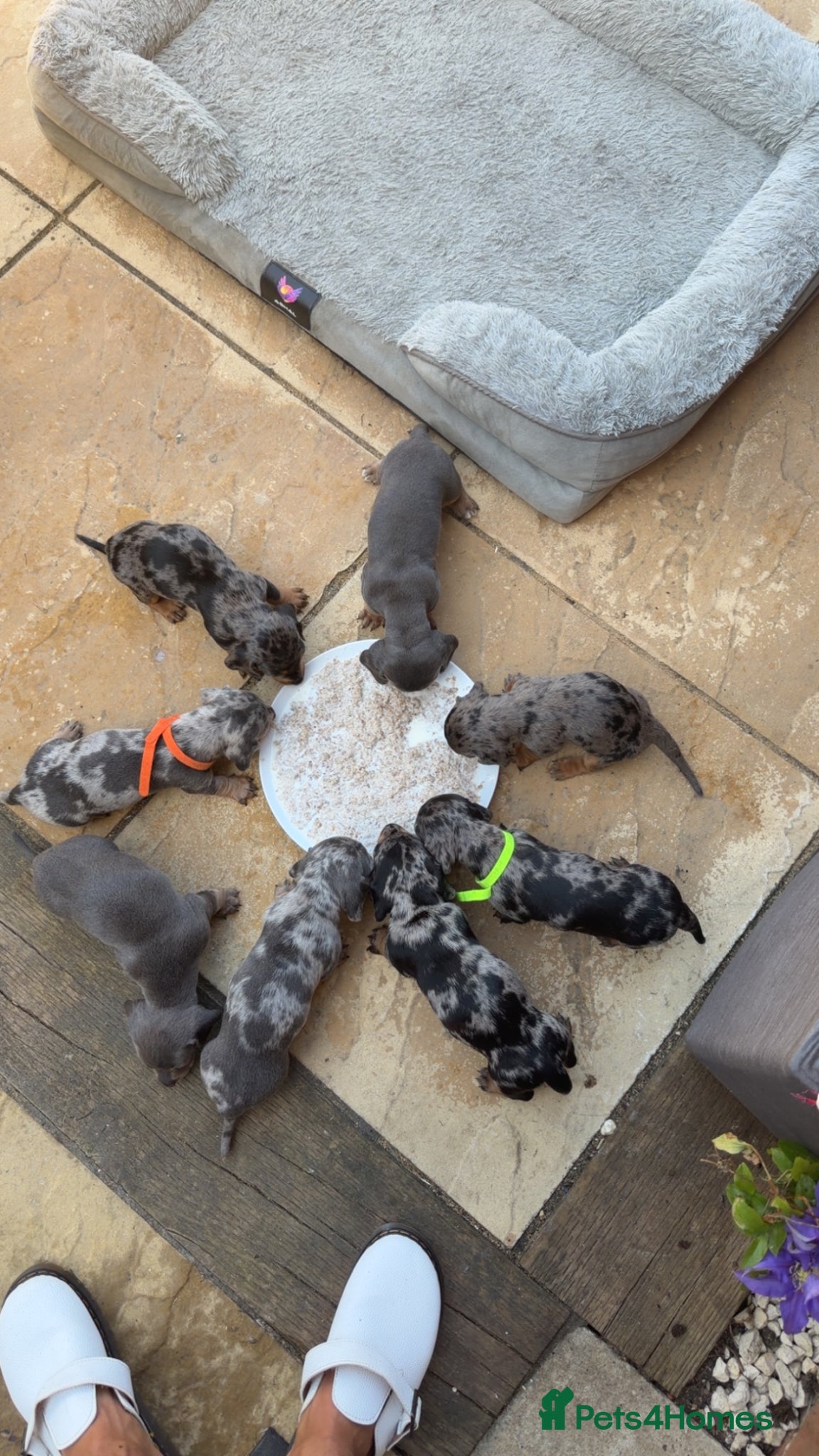 Miniature Dachshund dogs Miniture dashounds - Advert 3