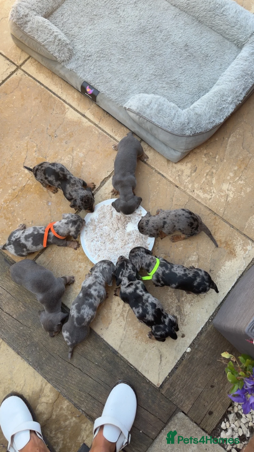 Miniature Dachshund dogs for sale: Miniture dashounds - Advert 1
