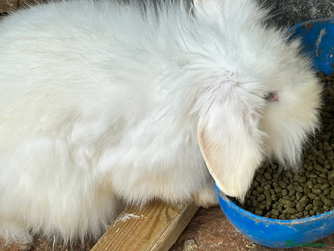 Mixed Breed rabbits for sale: Beautiful Bunnys  - Advert 3