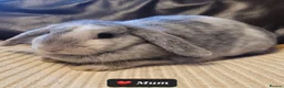 Mini Lop rabbits for sale: Pure mini lops  - Advert 25