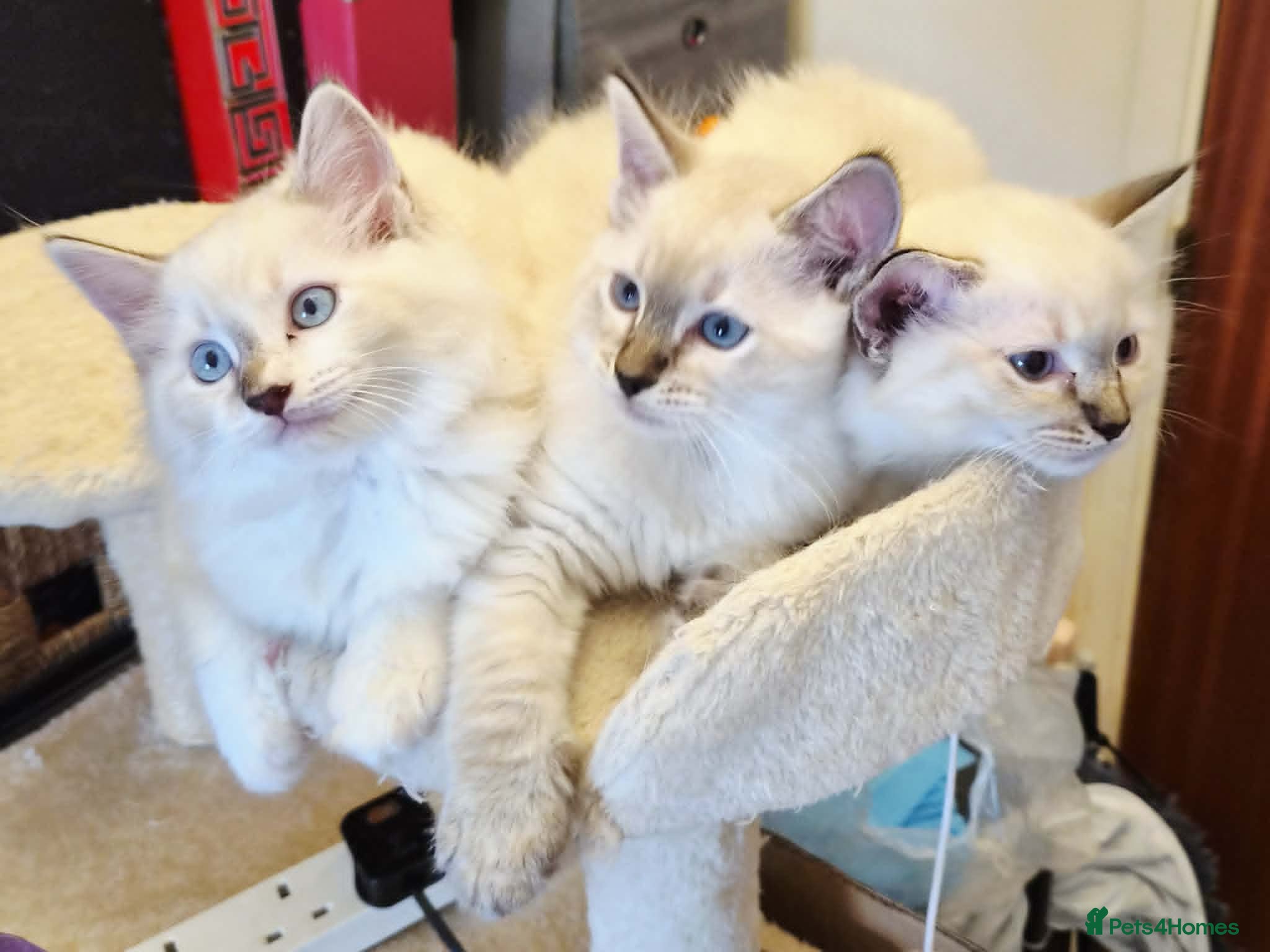 Ragdoll cats  Ragdoll Kittens –  - Advert 1