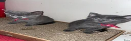Russian Blue cats for sale: Blue Russian Kittens - Advert 9