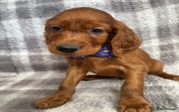 Irish Setter dogs for sale: Stunning litter of kc reg irish setters  - Image 1