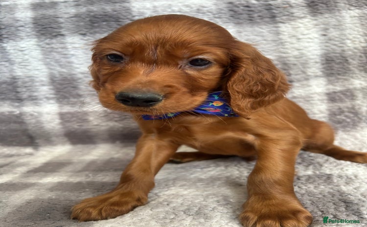 Irish Setter dogs - Advert 2