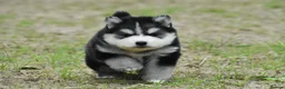 Pomsky dogs for sale: Genuine Pomsky puppies from health tested parents - Advert 5