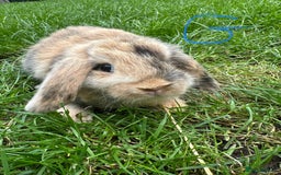 Mini Lop rabbits for sale: Mini Lop Rabbits For Sale  - Image 12