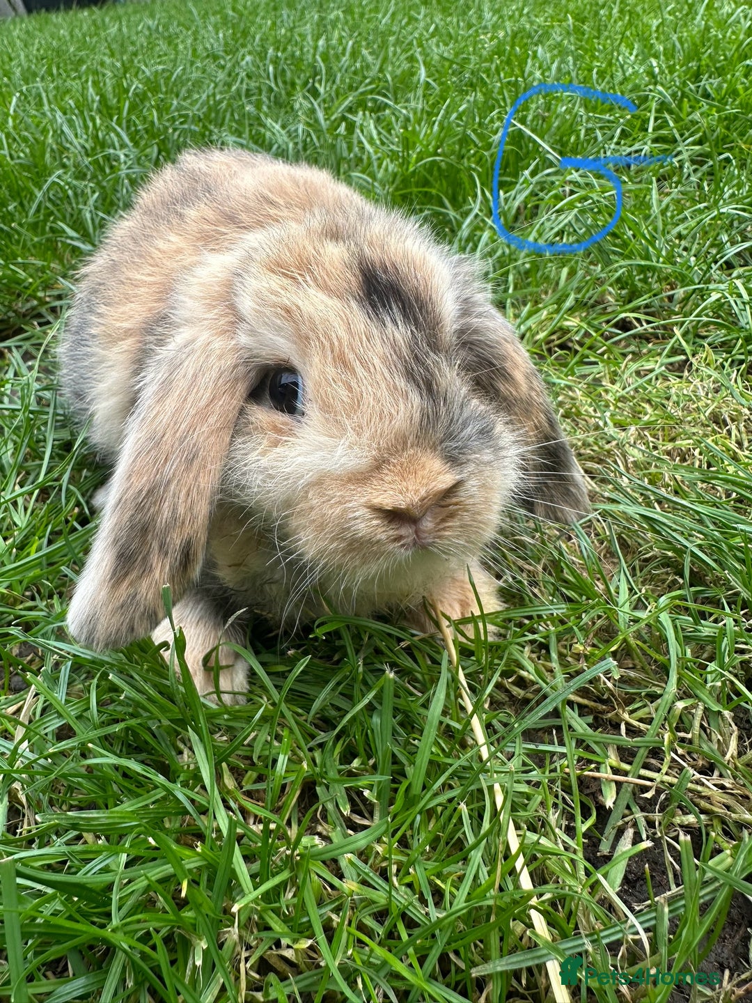 Mini Lop rabbits for sale: Mini Lop Rabbits For Sale  - Image 12