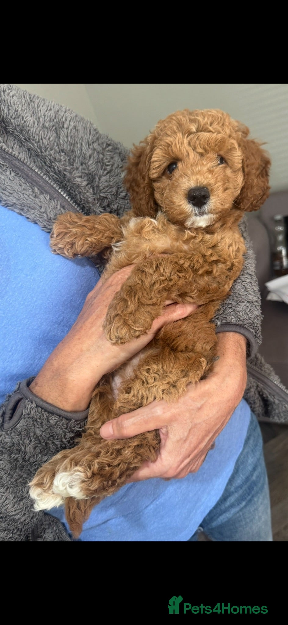 Cockapoo dogs Five star cockapoo ⭐️ Ready to leave now 💗 - Advert 11