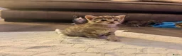 Mixed Breed cats for sale: 5 beautiful kittens for sale 3 girls 2 boys  in London - Advert 5