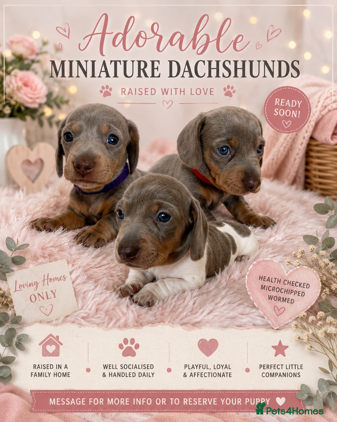 Miniature Dachshund dogs Beautiful KC Puppies - Advert 15