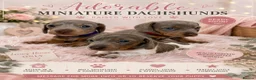 Miniature Dachshund dogs for sale: Beautiful KC Puppies - Advert 11