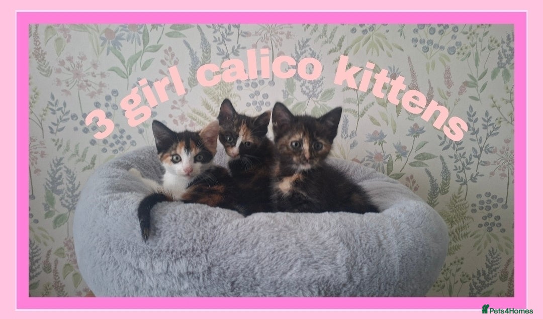Mixed Breed cats Calico kittens for sale - Advert 13