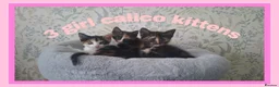 Mixed Breed cats for sale: Calico kittens for sale - Advert 1