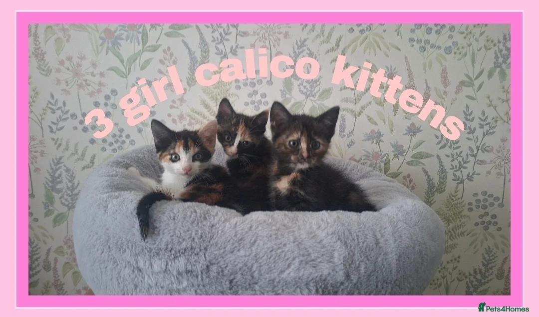 Mixed Breed cats for sale: Calico kittens for sale - Advert 1