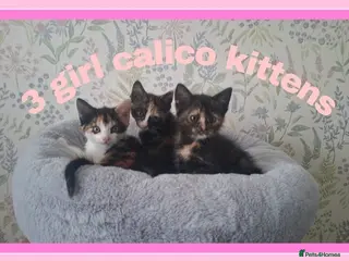 Mixed Breed cats Calico kittens for sale - Advert 2