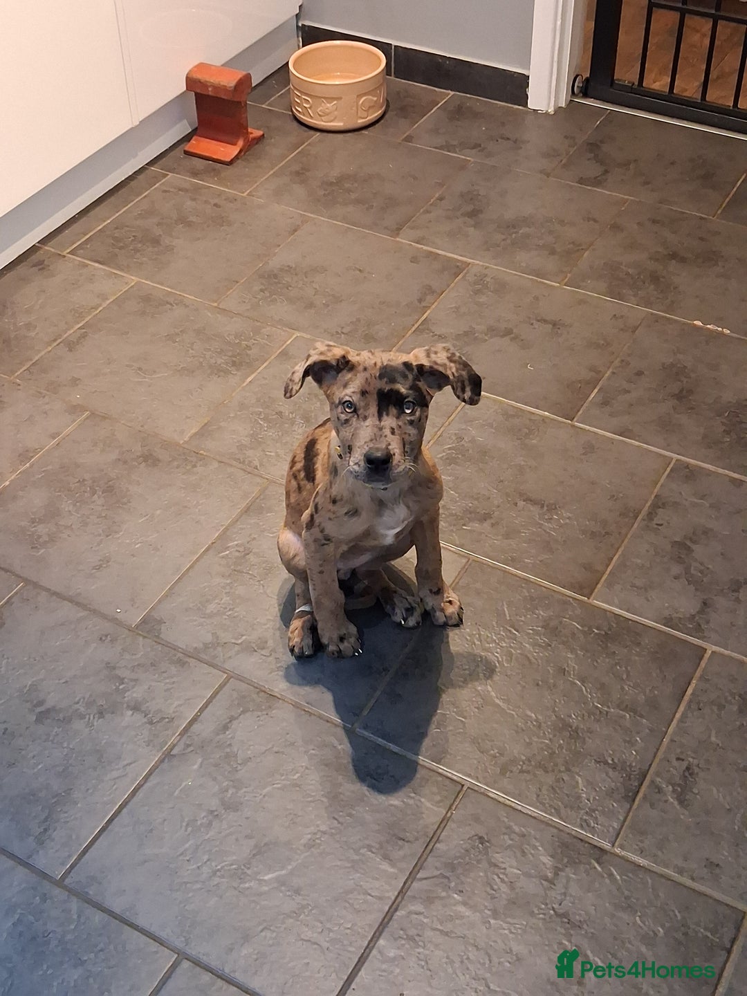 Mixed Breed dogs for sale: Stunning Mastiff x Girl Puppy - Advert 3