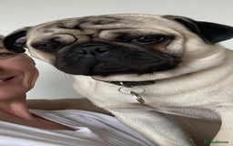 Pug dogs for sale: KC Pug puppies 4 girls 3 boys - Image 4