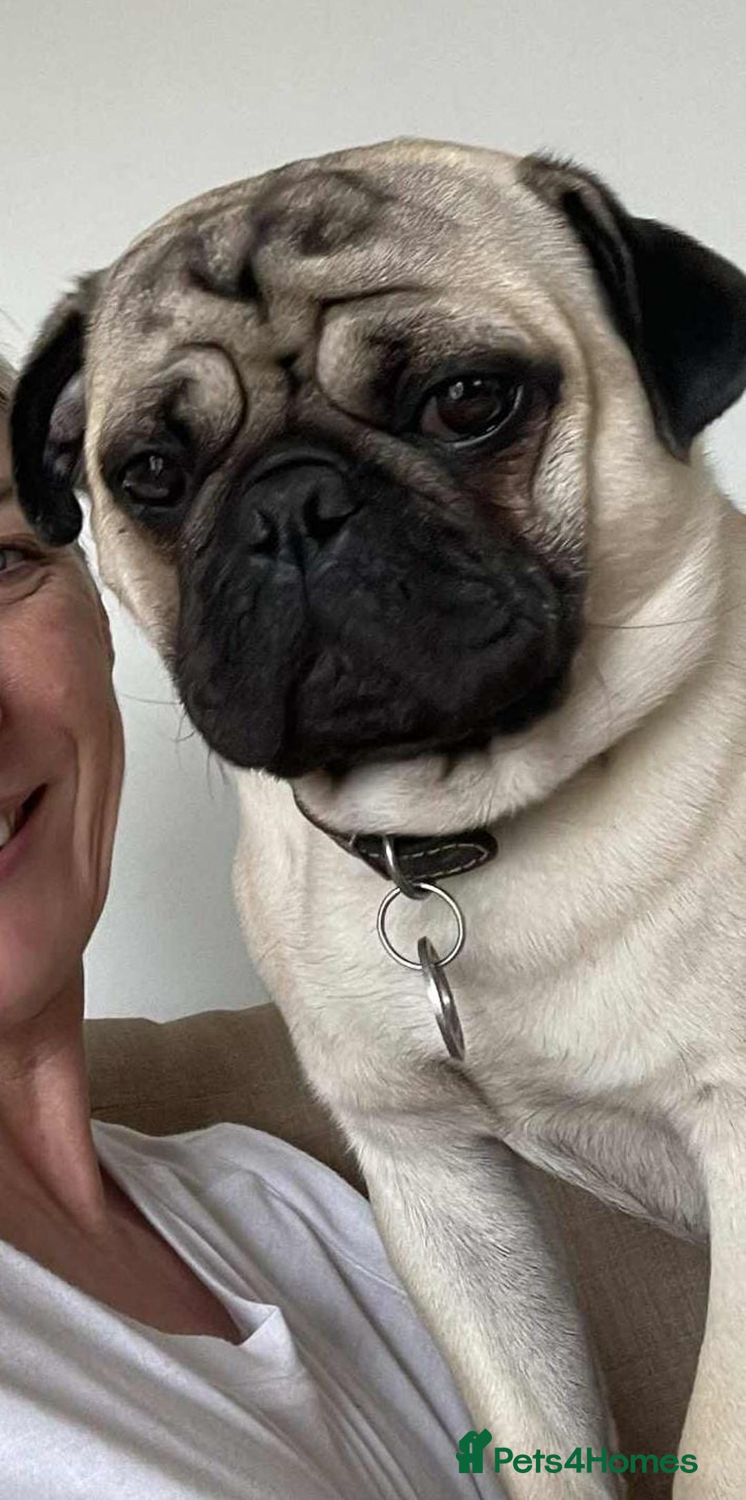 Pug dogs for sale: KC Pug puppies 4 girls 3 boys - Image 4