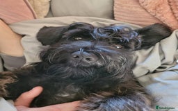 Miniature Schnauzer dogs for sale: Male Miniature Schnauzer - Advert 4