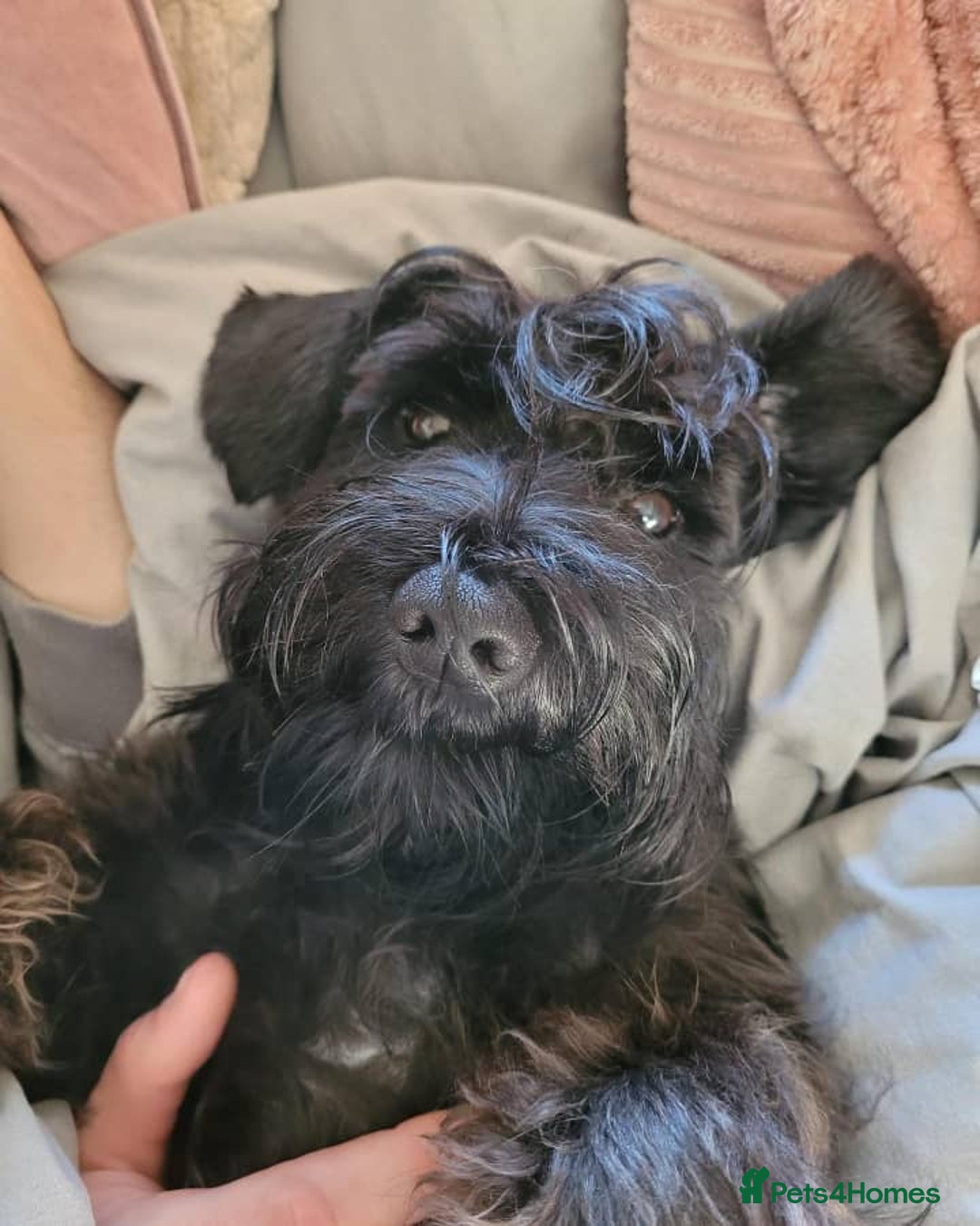 Miniature Schnauzer dogs for sale: Male Miniature Schnauzer - Advert 4