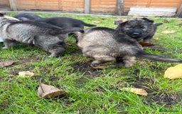 German Shepherd dogs for sale: 10 amazing german shepherd puppies - Advert 9