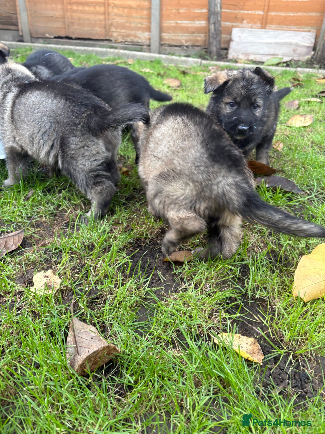 German Shepherd dogs for sale: 10 amazing german shepherd puppies - Advert 9