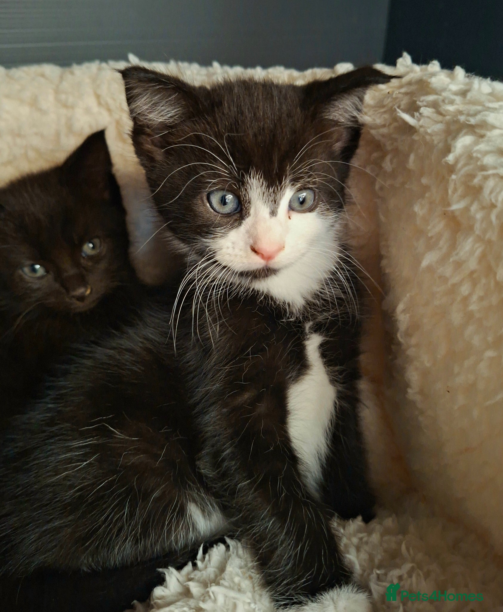 Mixed Breed cats READY NOW 2 beautiful kittens for sale - Advert 2