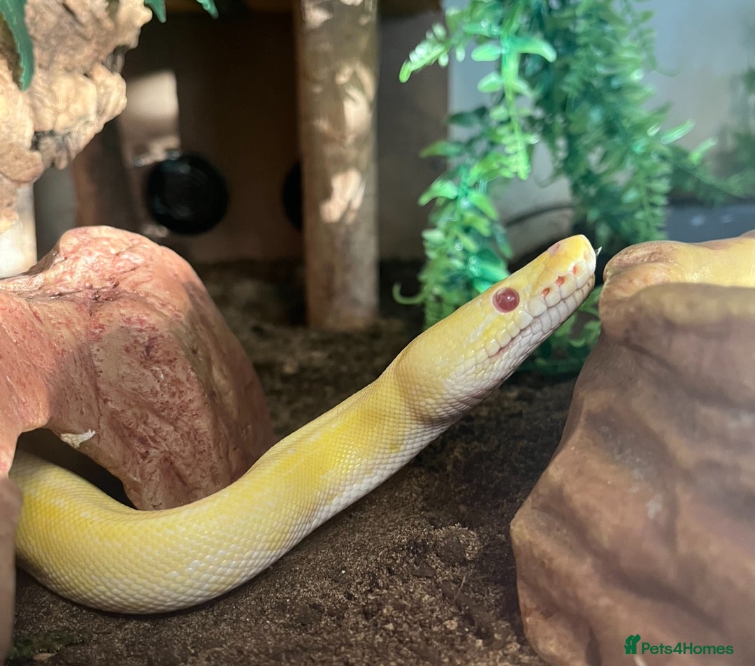 Mixed Breed reptiles for sale: Lots of reptiles for rehome - Image 6