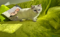 British Longhair cats for sale: British Longhair and Shorthair kittens for sale - Image 20