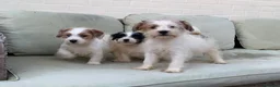 Jack Russell dogs for sale: 3 male Jack Russell puppies  - Advert 1