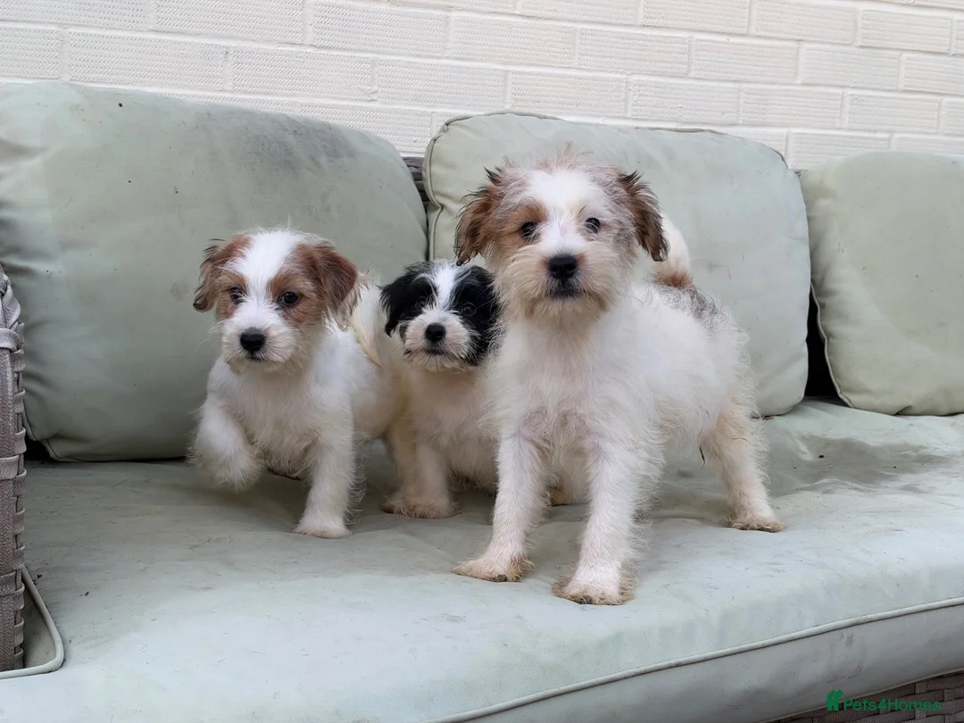 Jack Russell dogs for sale: 3 male Jack Russell puppies  - Advert 1