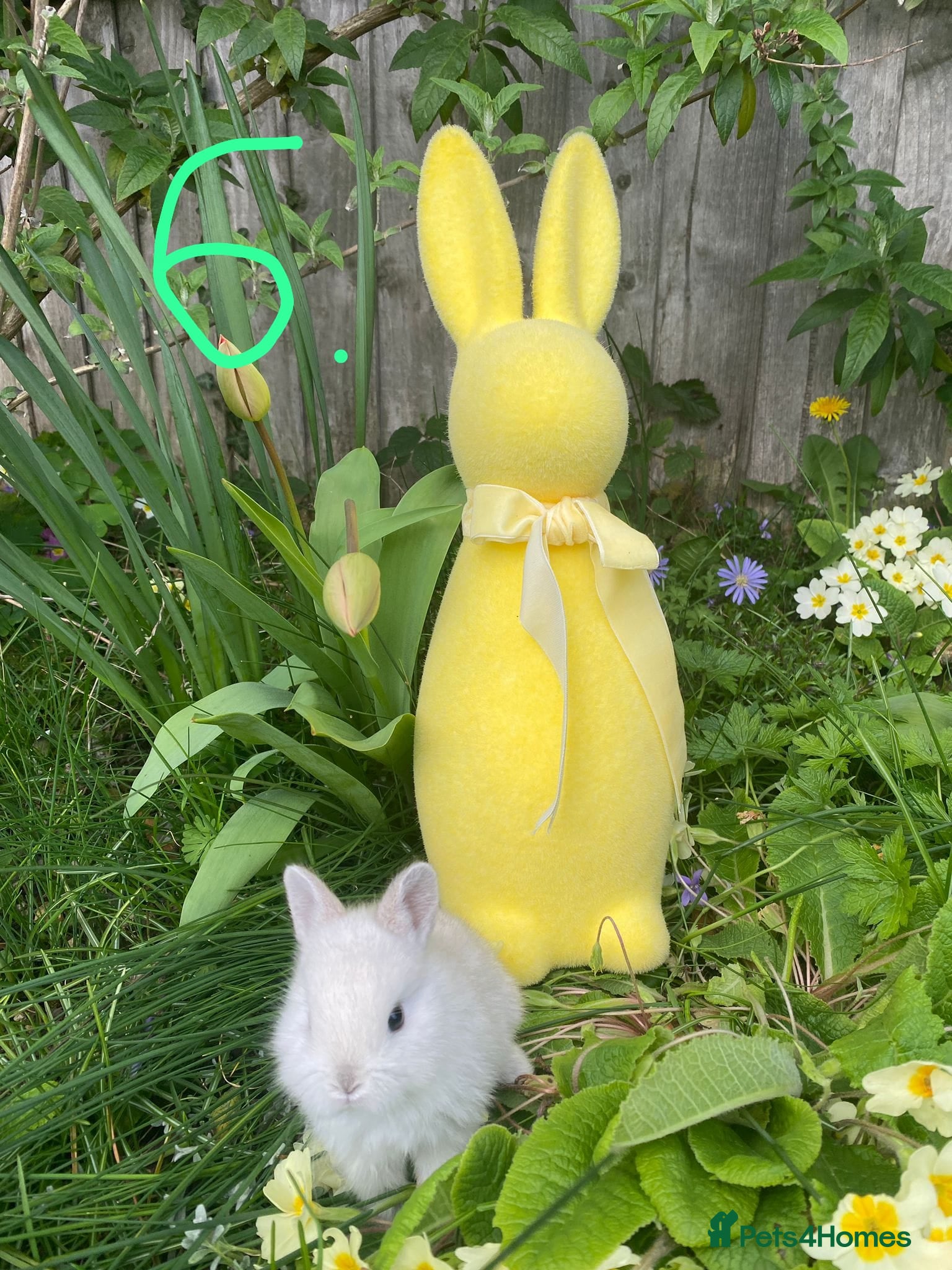 Netherland Dwarf rabbits Bunny mixed - Advert 1