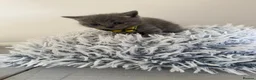 British Shorthair cats for sale: Blue British Shorthair Kittens | Pedigree - Advert 9
