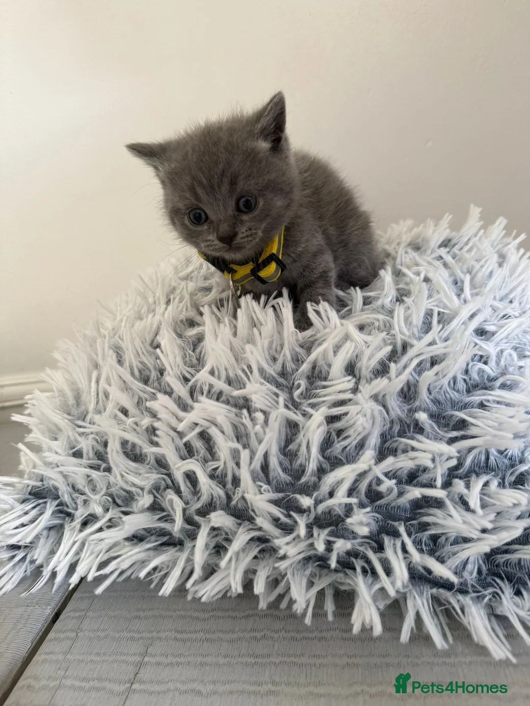 British Shorthair cats for sale: Blue British Shorthair Kittens | Pedigree - Advert 9