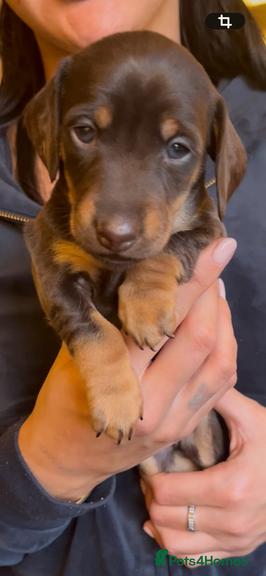 Jackshund dogs for sale: Stunning Homebred Miniature Jackshunds - Advert 10