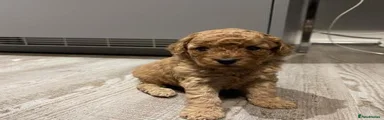 Puppy 3