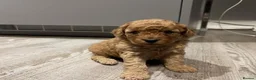 Cavapoo dogs for sale: Health tested red cavapoo puppies - Advert 2