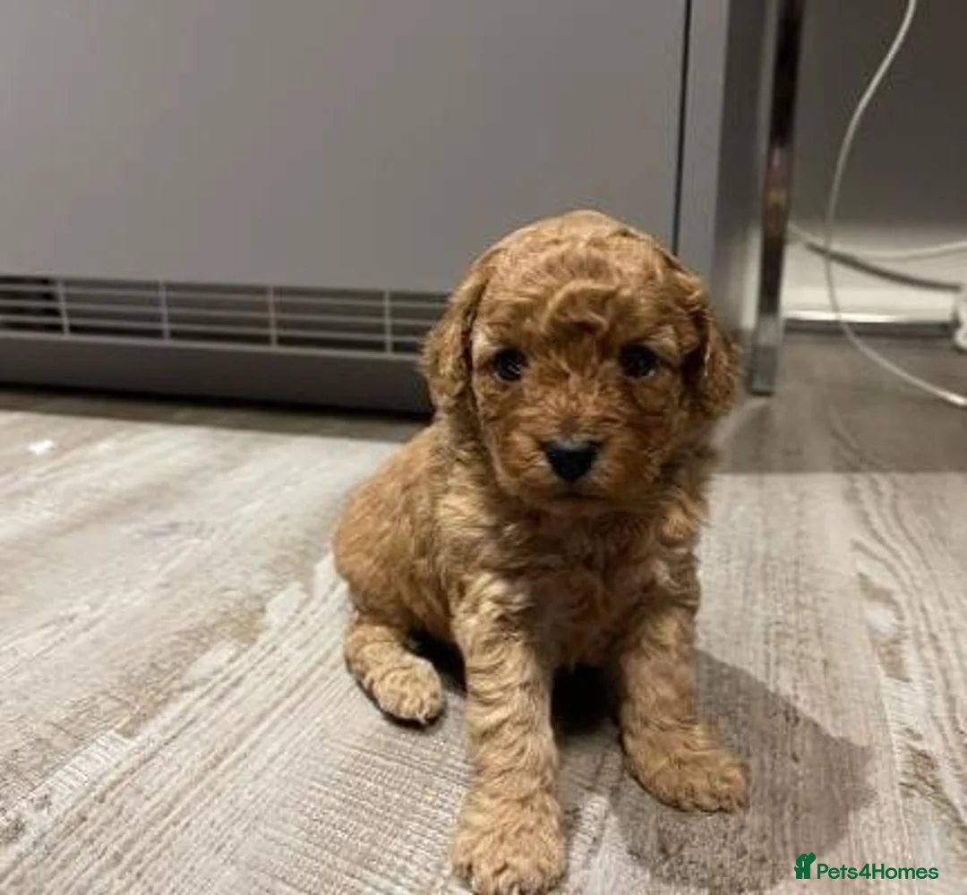 Cavapoo dogs for sale: Health tested red cavapoo puppies - Advert 2