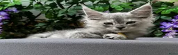 Maine Coon cats for sale: Beautiful tica registered mainecoon babies  - Advert 9