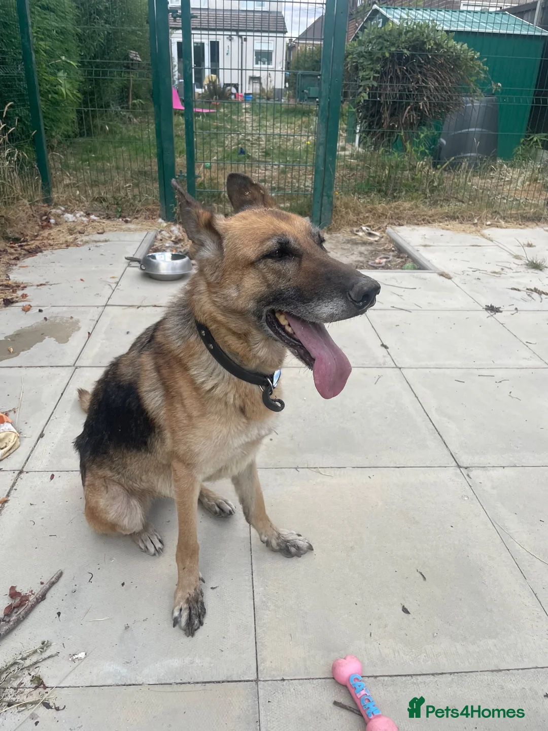German Shepherd dogs for sale: German Shepherd girl - Advert 1