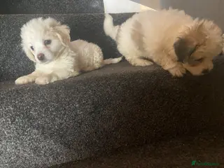 Maltipoo dogs Beautiful litter of maltipoo puppies - Advert 2