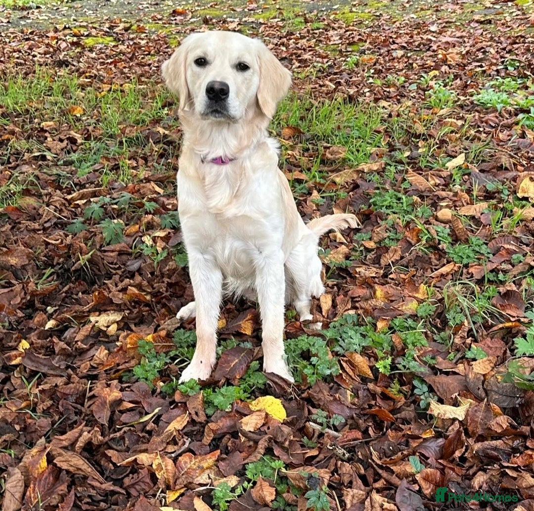 Golden Retriever dogs for sale: Golden retrievers DUE - Advert 1