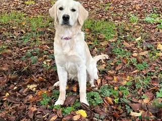 Golden Retriever dogs Golden retrievers DUE - Advert 5