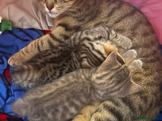 Savannah cats F4-F5+Savannah Kittens - Advert 1