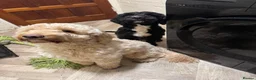 Cockapoo dogs for sale: 2 cockapoo brothers - Advert 2