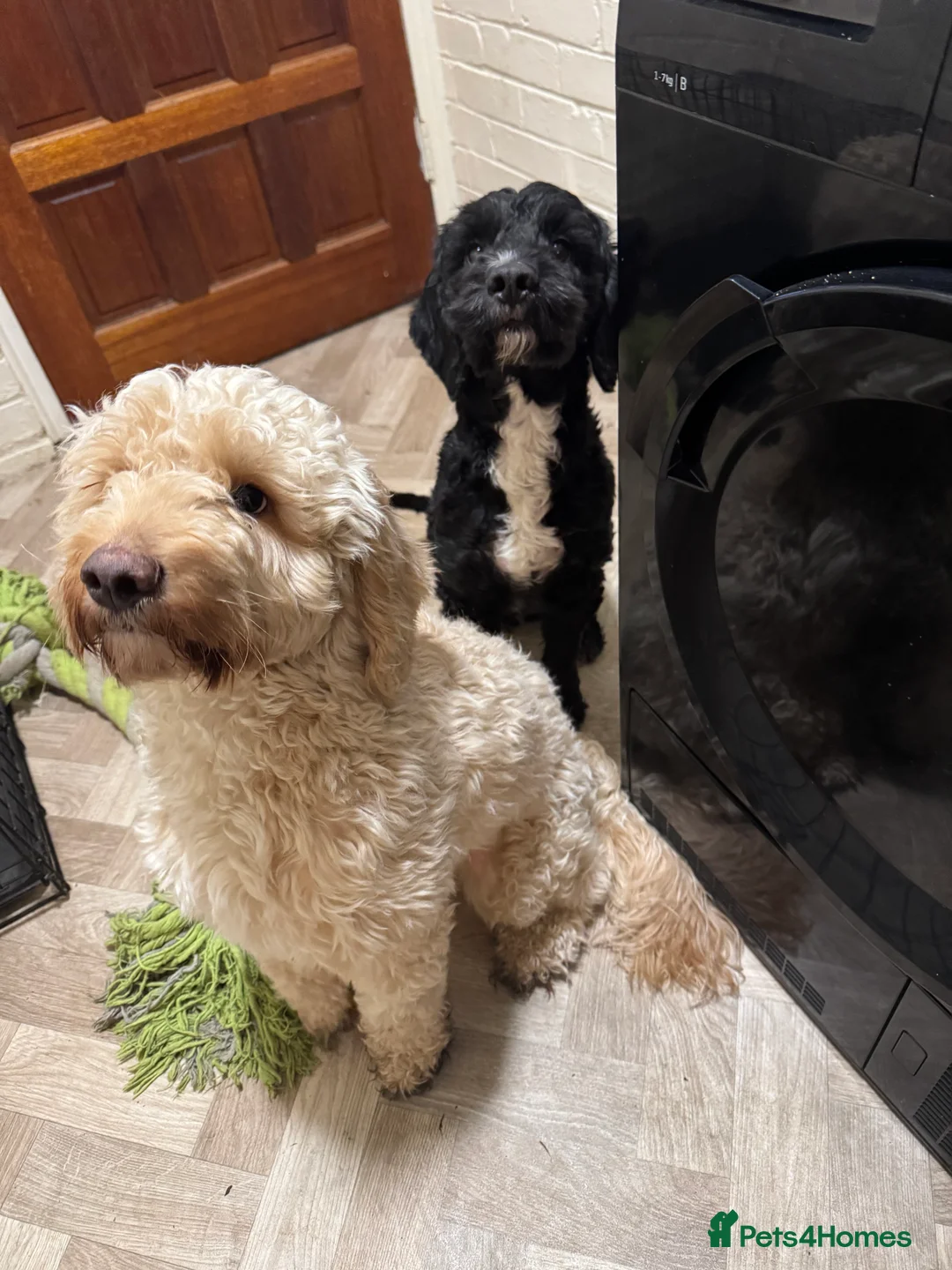 Cockapoo dogs for sale: 2 cockapoo brothers - Advert 2